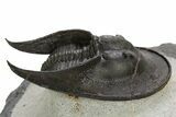 Harpid (Scotoharpes) Trilobite Fossil - Boudib, Morocco #328637-3